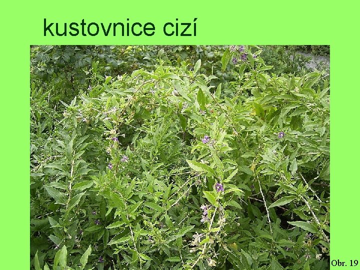 kustovnice cizí Obr. 19 