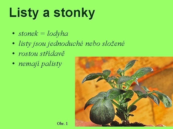 Listy a stonky • • stonek = lodyha listy jsou jednoduché nebo složené rostou