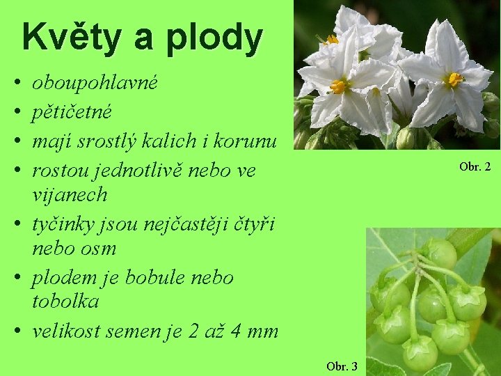 Květy a plody • • oboupohlavné pětičetné mají srostlý kalich i korunu rostou jednotlivě