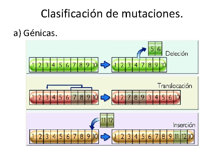 Clasificación de mutaciones. a) Génicas. 