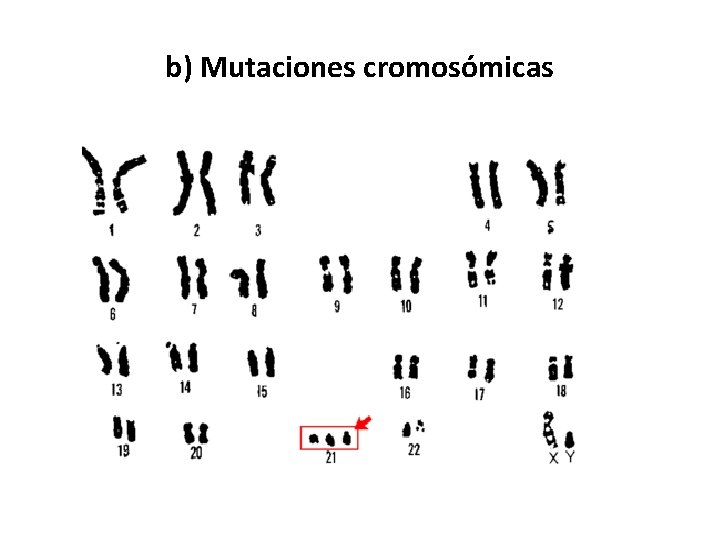 b) Mutaciones cromosómicas 