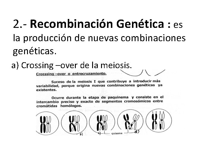 2. - Recombinación Genética : es la producción de nuevas combinaciones genéticas. a) Crossing