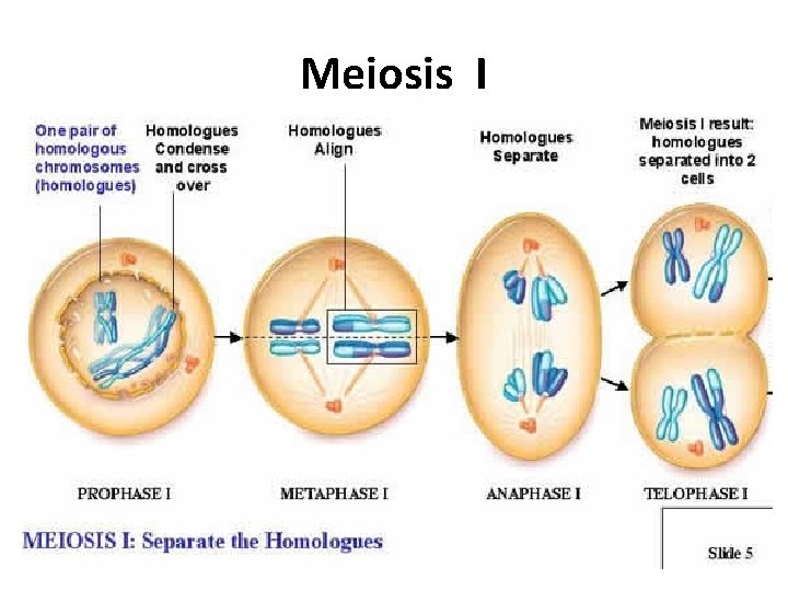 Meiosis I 