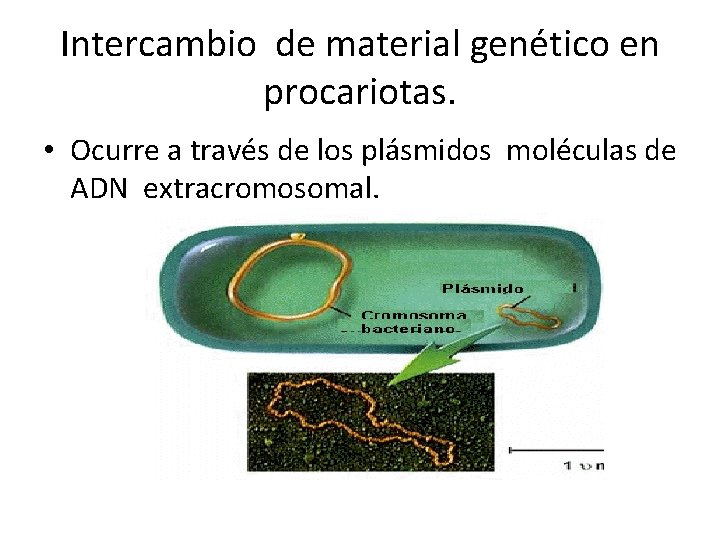 Intercambio de material genético en procariotas. • Ocurre a través de los plásmidos moléculas