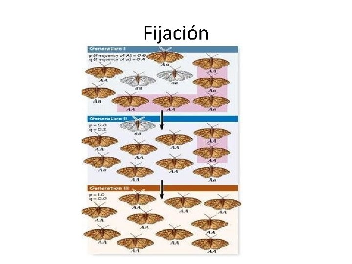 Fijación 