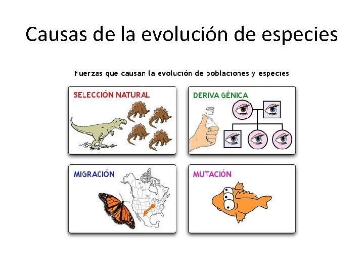 Causas de la evolución de especies 