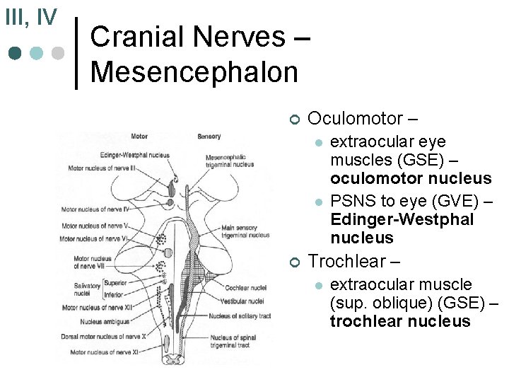 III, IV Cranial Nerves – Mesencephalon ¢ Oculomotor – l l ¢ extraocular eye