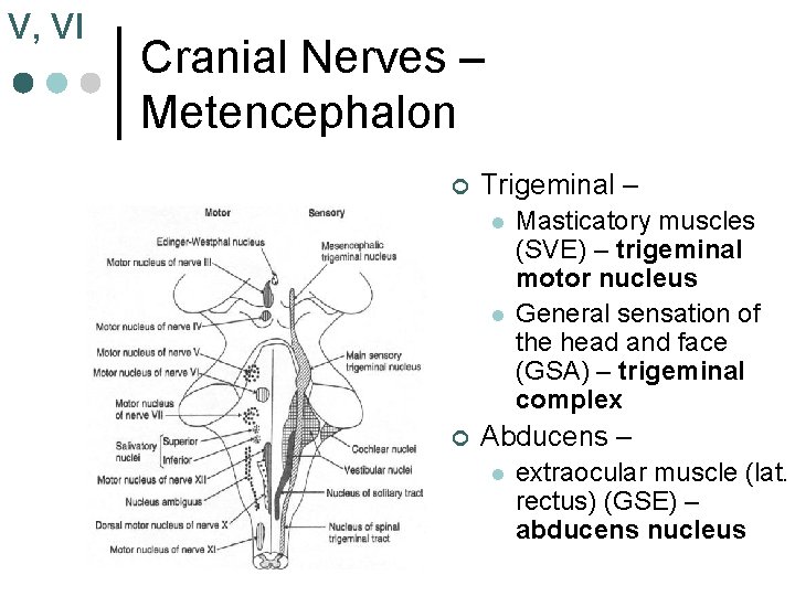 V, VI Cranial Nerves – Metencephalon ¢ Trigeminal – l l ¢ Masticatory muscles