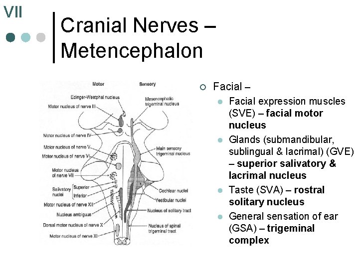 VII Cranial Nerves – Metencephalon ¢ Facial – l l Facial expression muscles (SVE)