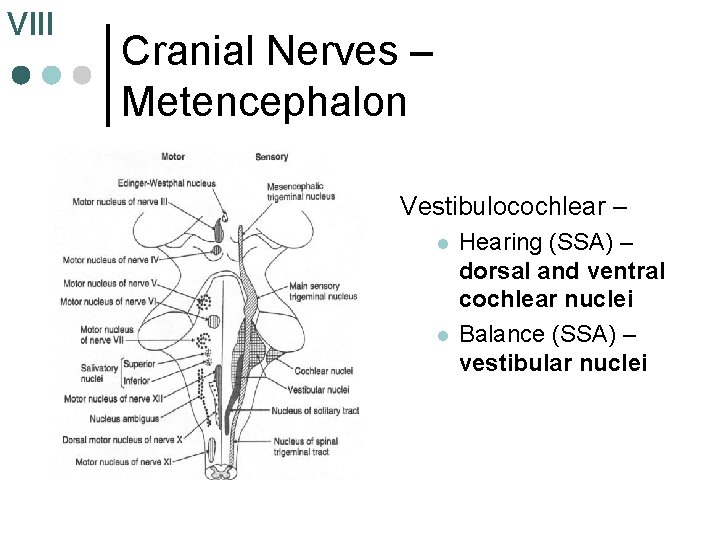 VIII Cranial Nerves – Metencephalon Vestibulocochlear – l l Hearing (SSA) – dorsal and