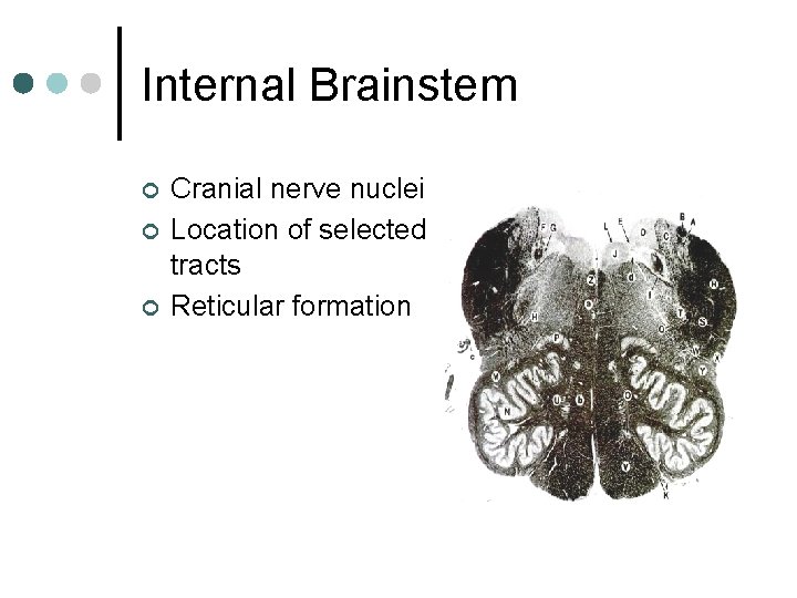 Internal Brainstem ¢ ¢ ¢ Cranial nerve nuclei Location of selected tracts Reticular formation