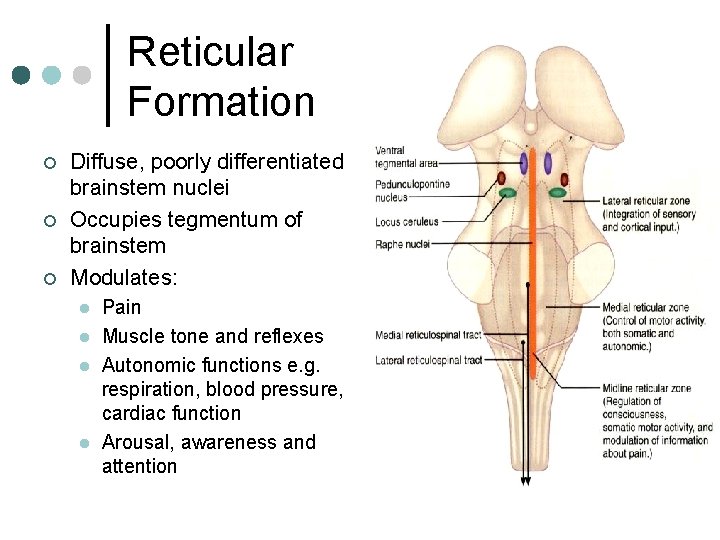 Reticular Formation ¢ ¢ ¢ Diffuse, poorly differentiated brainstem nuclei Occupies tegmentum of brainstem