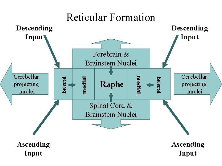 Reticular Formation Descending Input medial lateral Raphe medial Cerebellar projecting nuclei lateral Forebrain &