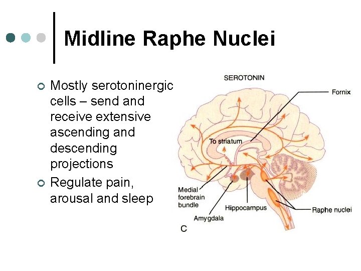 Midline Raphe Nuclei ¢ ¢ Mostly serotoninergic cells – send and receive extensive ascending