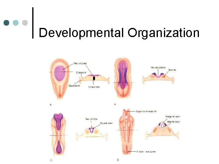 Developmental Organization 