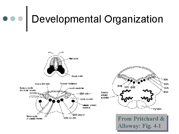Developmental Organization From Pritchard & Alloway: Fig. 4 -1 