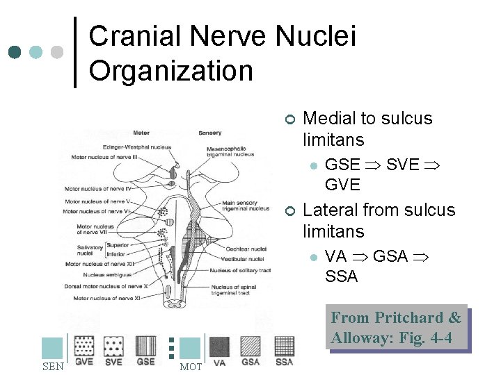 Cranial Nerve Nuclei Organization ¢ Medial to sulcus limitans l ¢ GSE SVE GVE