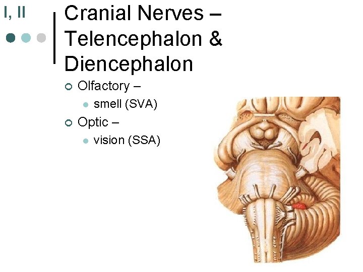 I, II Cranial Nerves – Telencephalon & Diencephalon ¢ Olfactory – l ¢ smell
