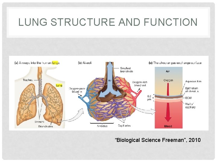 LUNG STRUCTURE AND FUNCTION “Biological Science Freeman”, 2010 