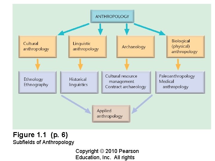 Figure 1. 1 (p. 6) Subfields of Anthropology Copyright © 2010 Pearson Education, Inc.
