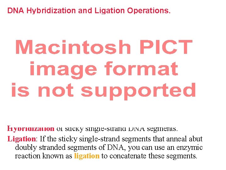 DNA Hybridization and Ligation Operations. Hybridization of sticky single-strand DNA segments. Ligation: If the