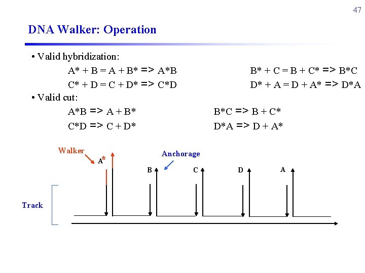 47 DNA Walker: Operation • Valid hybridization: A* + B = A + B*