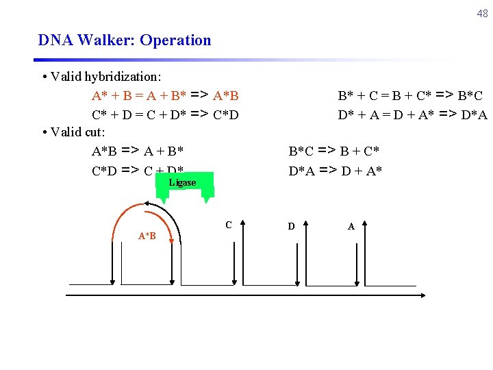 48 DNA Walker: Operation • Valid hybridization: A* + B = A + B*