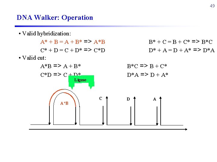 49 DNA Walker: Operation • Valid hybridization: A* + B = A + B*