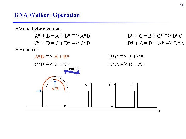 50 DNA Walker: Operation • Valid hybridization: A* + B = A + B*