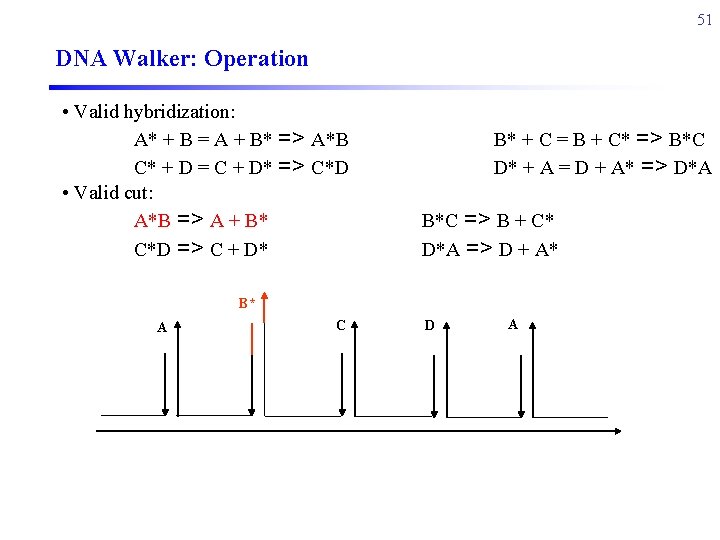 51 DNA Walker: Operation • Valid hybridization: A* + B = A + B*