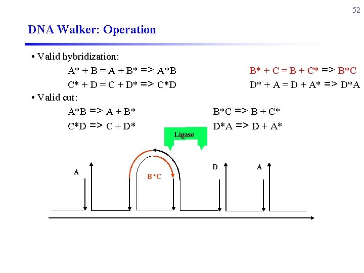 52 DNA Walker: Operation • Valid hybridization: A* + B = A + B*