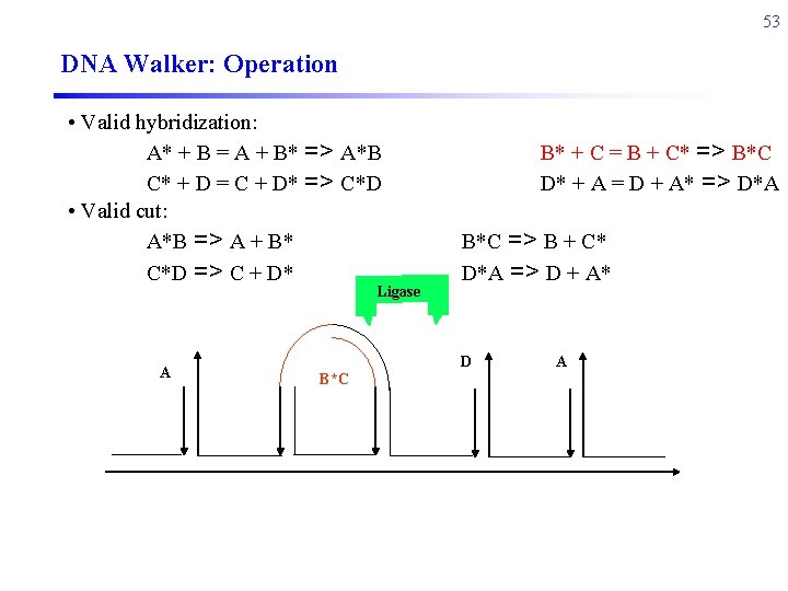 53 DNA Walker: Operation • Valid hybridization: A* + B = A + B*
