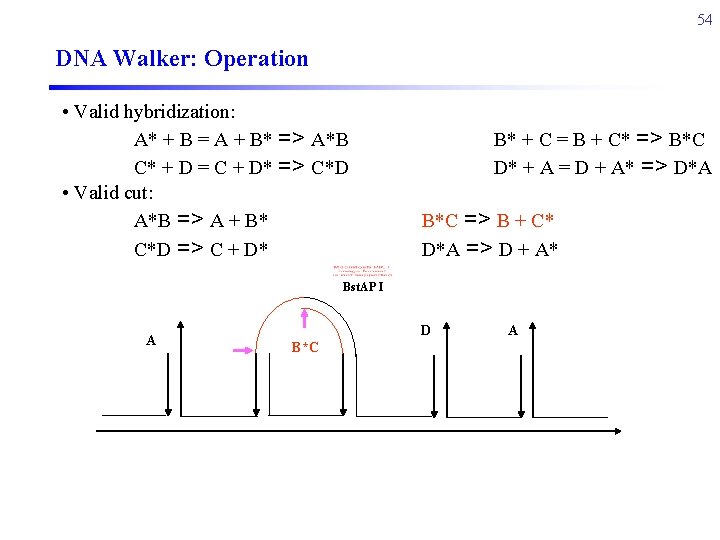 54 DNA Walker: Operation • Valid hybridization: A* + B = A + B*