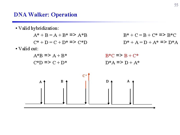 55 DNA Walker: Operation • Valid hybridization: A* + B = A + B*