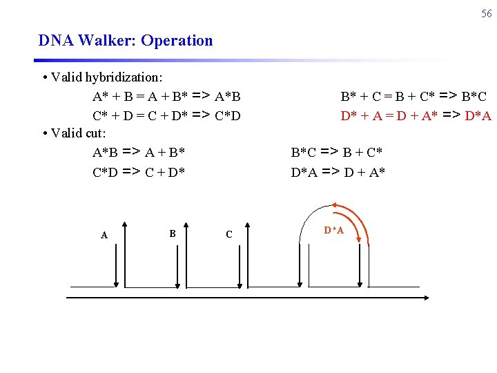 56 DNA Walker: Operation • Valid hybridization: A* + B = A + B*
