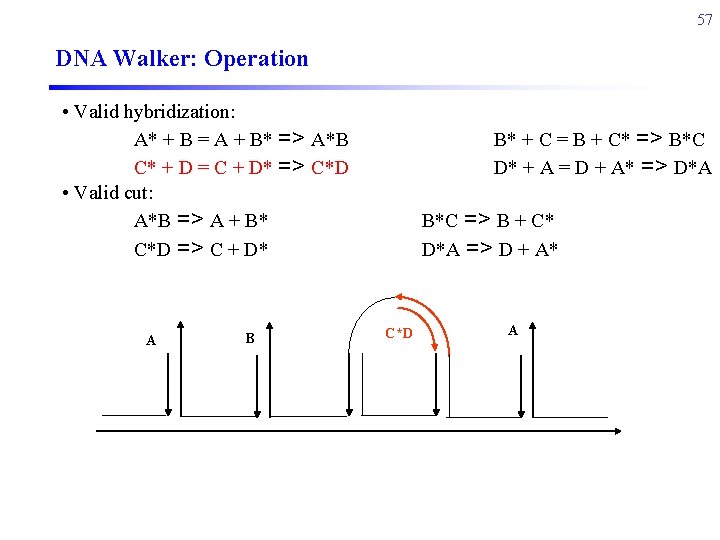 57 DNA Walker: Operation • Valid hybridization: A* + B = A + B*