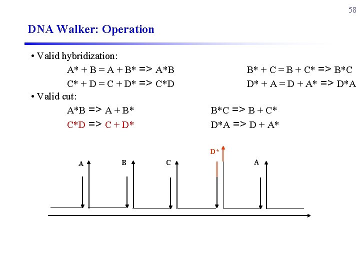 58 DNA Walker: Operation • Valid hybridization: A* + B = A + B*