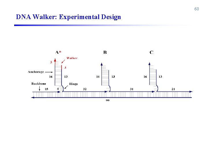 60 DNA Walker: Experimental Design 