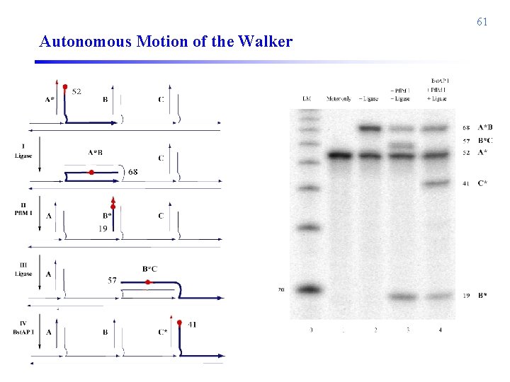 61 Autonomous Motion of the Walker 