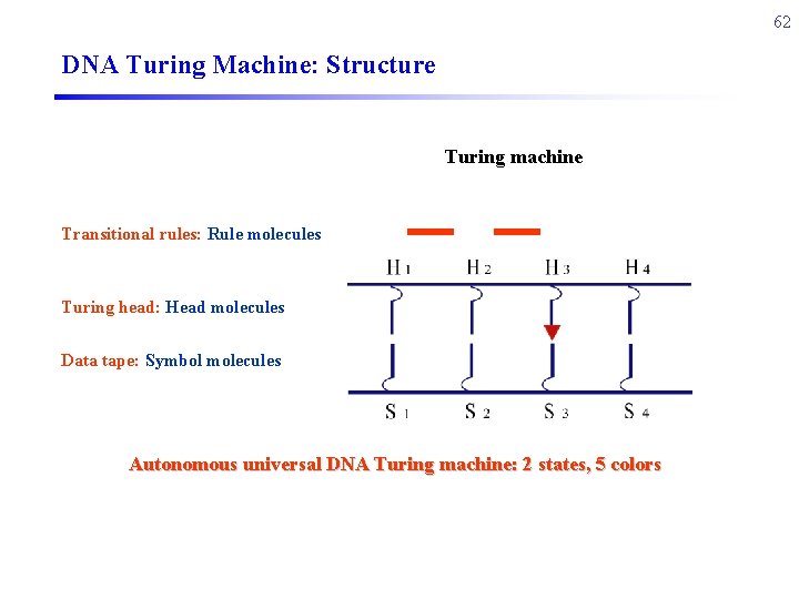 62 DNA Turing Machine: Structure Turing machine Transitional rules: Rule molecules Turing head: Head