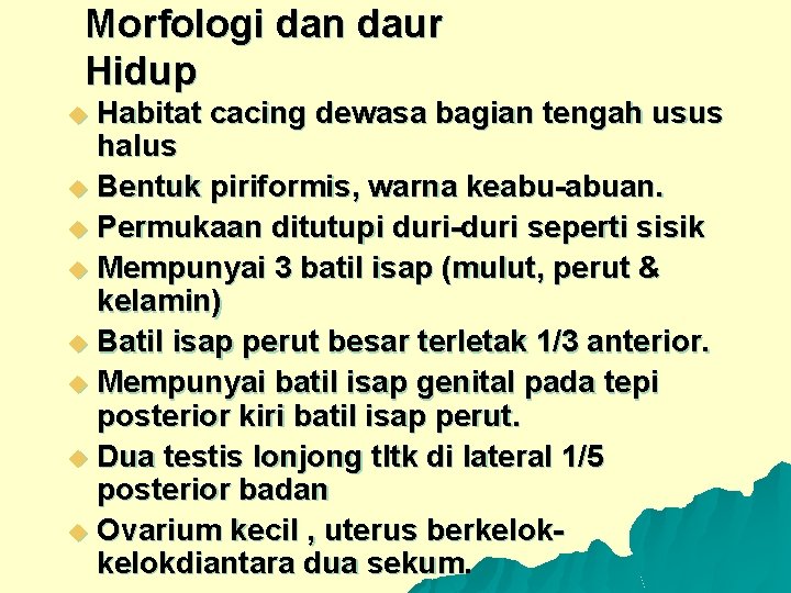 Morfologi dan daur Hidup Habitat cacing dewasa bagian tengah usus halus u Bentuk piriformis,