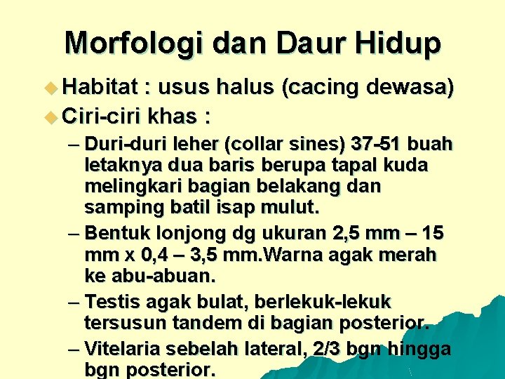 Morfologi dan Daur Hidup u Habitat : usus halus (cacing dewasa) u Ciri-ciri khas