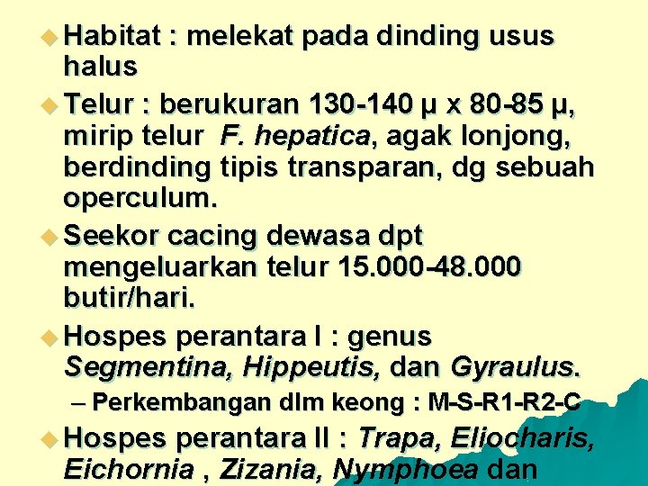 u Habitat : melekat pada dinding usus halus u Telur : berukuran 130 -140