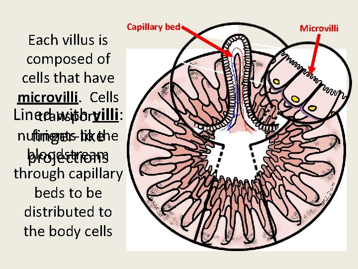 Each villus is composed of cells that have microvilli. Cells Lined with villi: transport