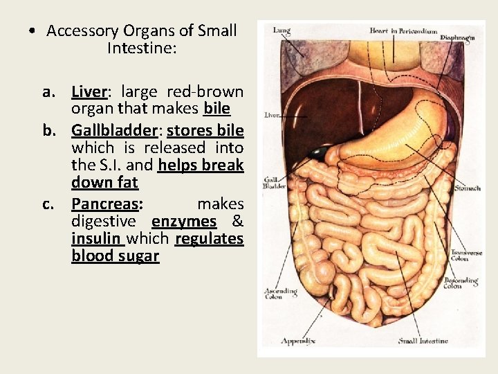  • Accessory Organs of Small Intestine: a. Liver: large red-brown organ that makes