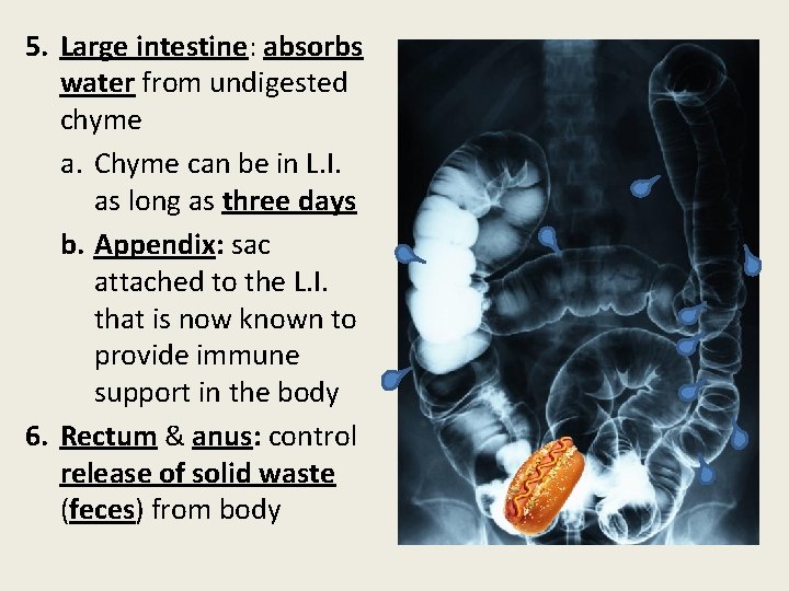 5. Large intestine: absorbs water from undigested chyme a. Chyme can be in L.