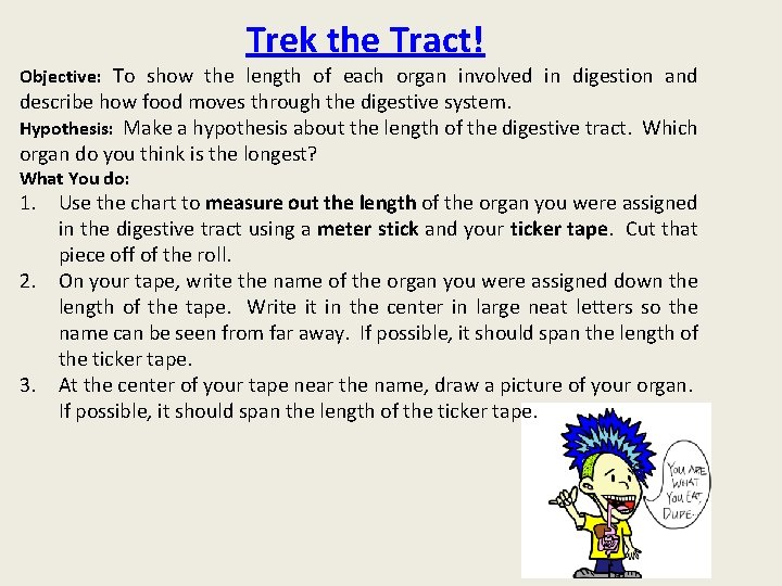 Trek the Tract! Objective: To show the length of each organ involved in digestion