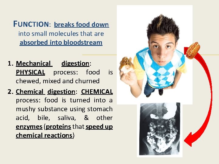 FUNCTION: breaks food down into small molecules that are absorbed into bloodstream 1. Mechanical