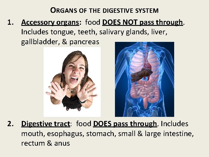 ORGANS OF THE DIGESTIVE SYSTEM 1. Accessory organs: food DOES NOT pass through. Includes