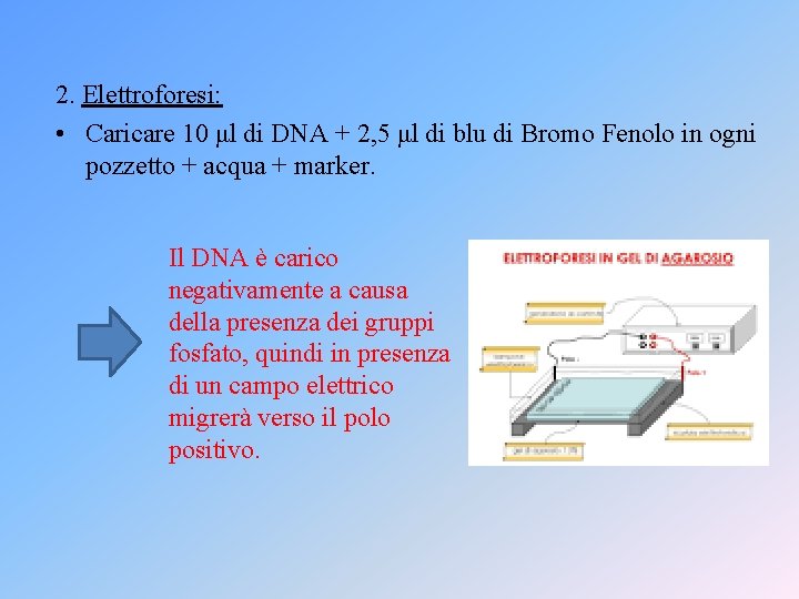 2. Elettroforesi: • Caricare 10 μl di DNA + 2, 5 μl di blu